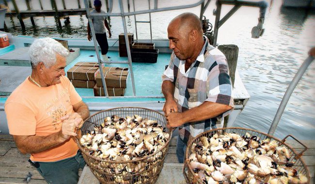 picture of two fishermen lifting a basket of freshly caught stone crab claws