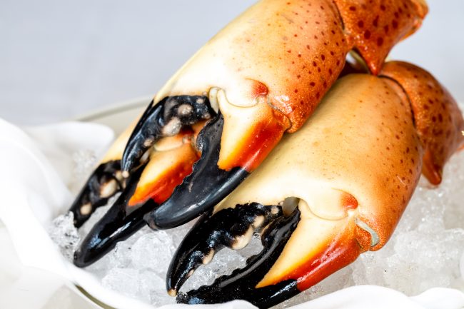 picture of Florida stone crab claws on ice