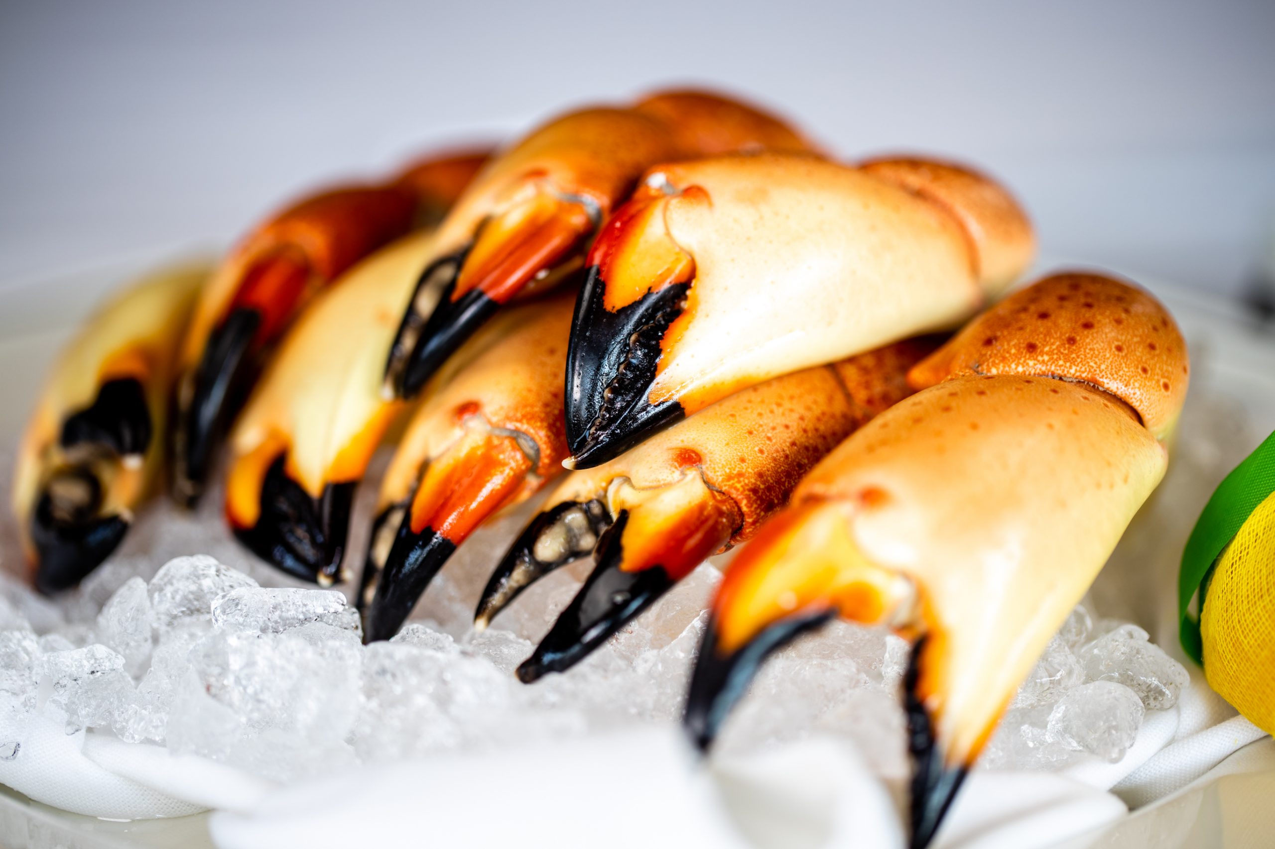 picture of Florida Stone Crab Claws on ice close up photo.