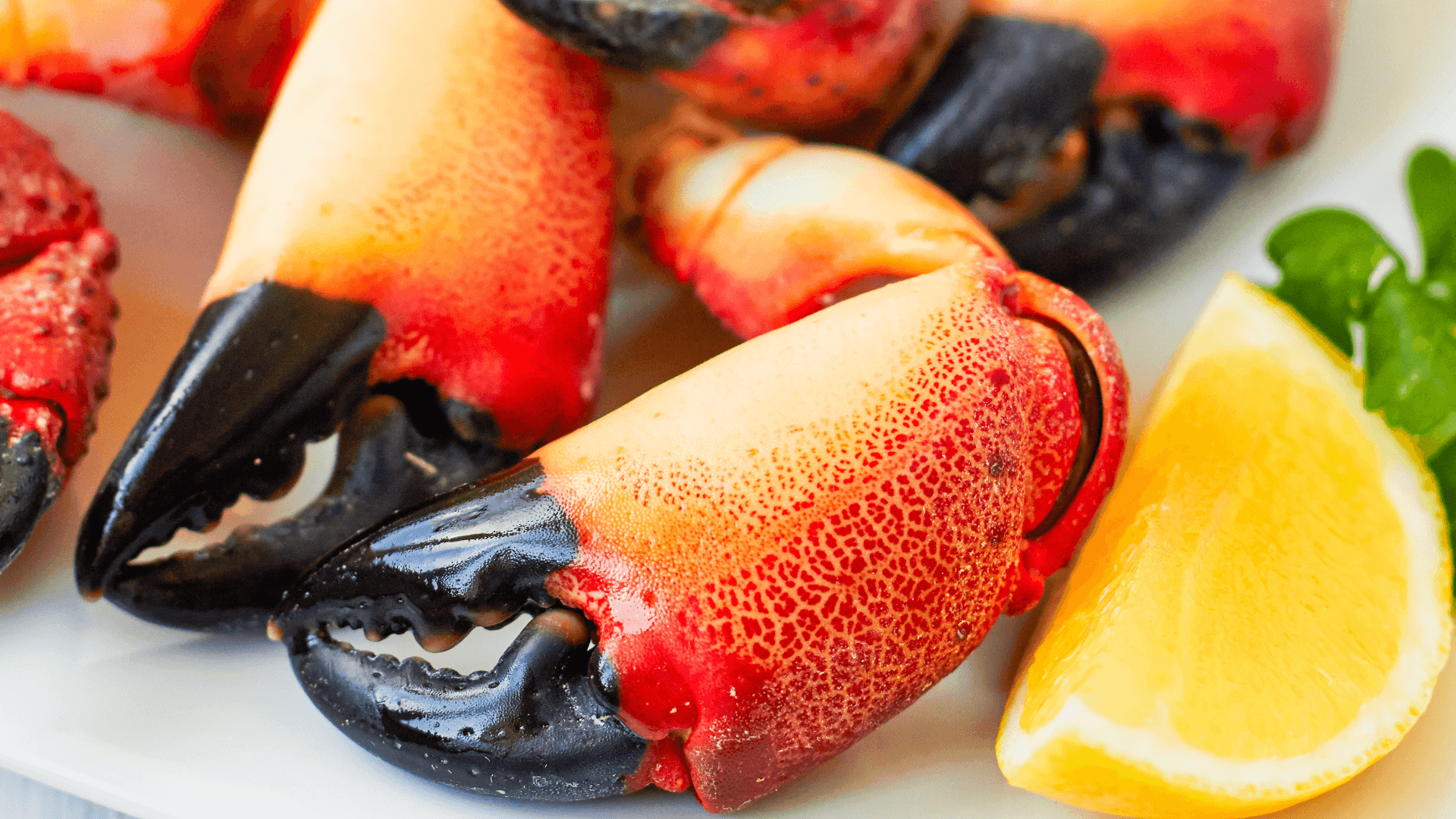 picture of stone crab claws