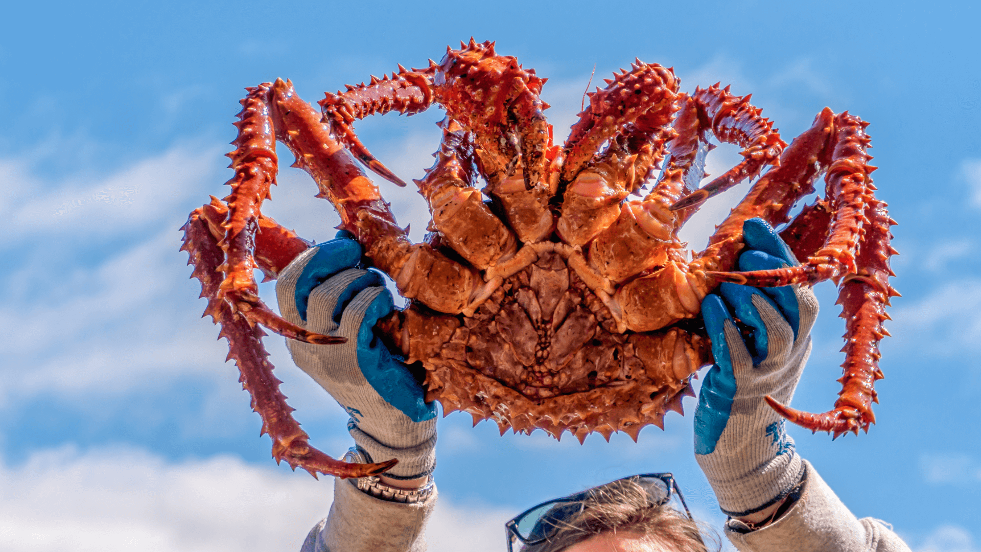 largest king crab