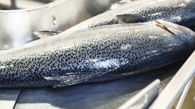 picture of Ora King Salmon