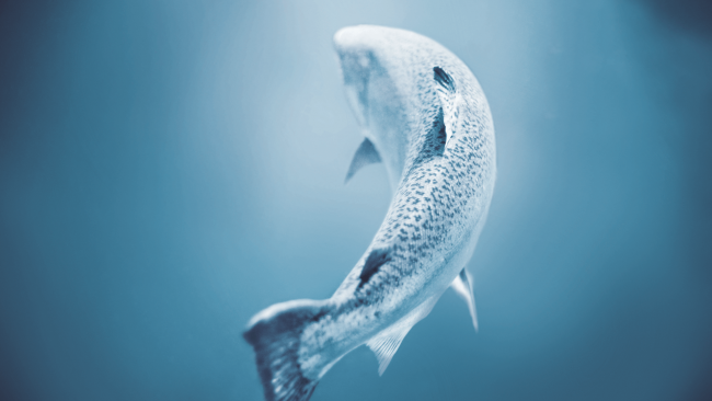 picture of Ora King Salmon swimming