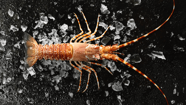 picture of a South African whole lobster with ice chunks in the background