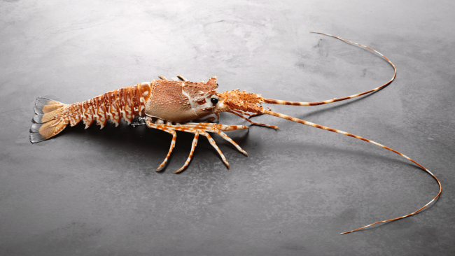 picture of a whole live South African cold water spiny lobster