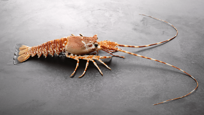 South African Cold-Water Lobster - Trulucks