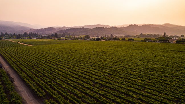 picture of Carol's vineyard