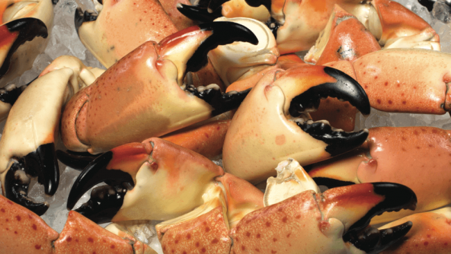 Crab Claw Cup – Florida Stone Crabbers Association