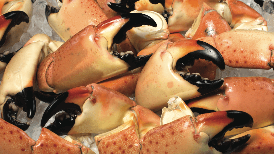 The Ins and Outs of Florida Stone Crab Season Trulucks