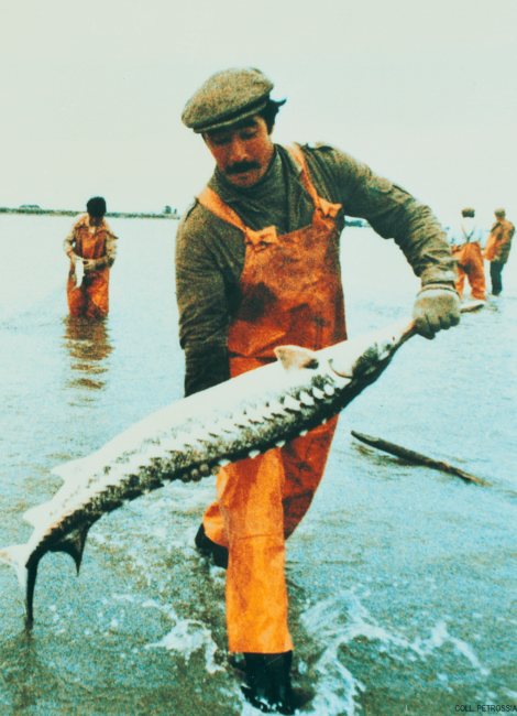 picture of the Petrossian fisherman with a sturgeon fish just caught