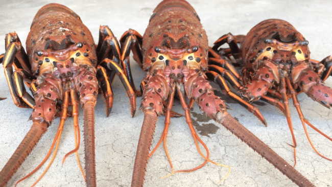 picture of 3 Santa Barbara spiny lobster close up