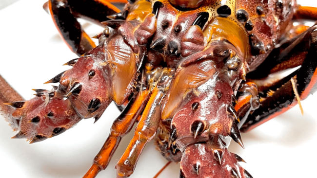 picture of the face of a Santa Barbara spiny lobster