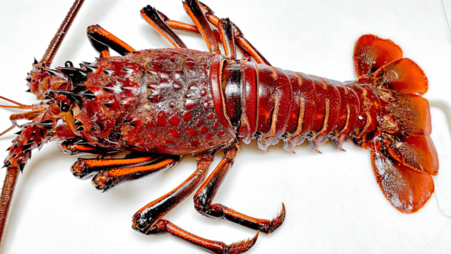 picture of a Santa Barbara spiny lobster
