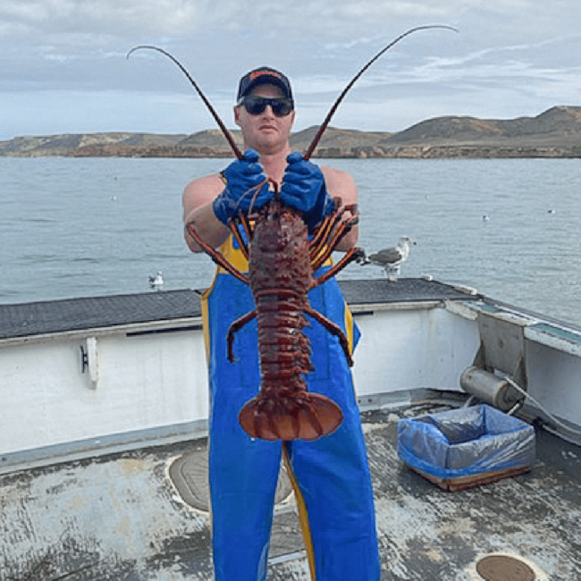picture of a fisherman holding a large Santa Barbara spiny lobster