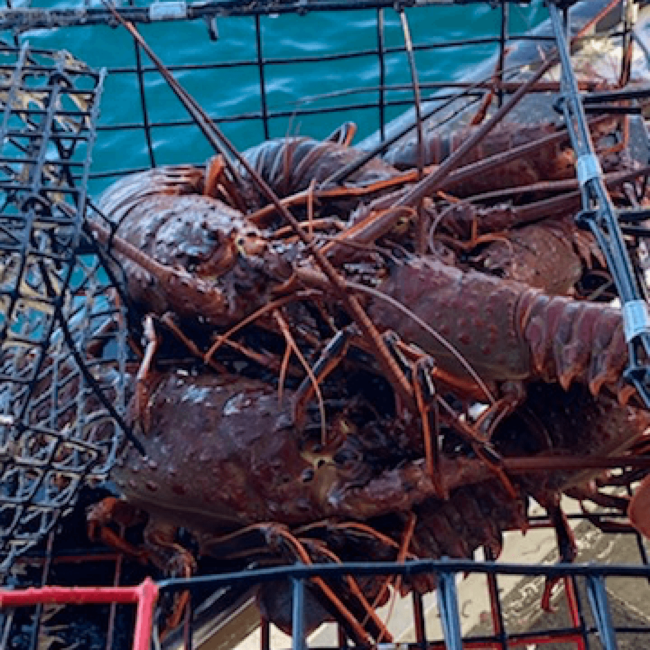 picture of freshly caught Santa Barbara spiny lobster in a fishing crate