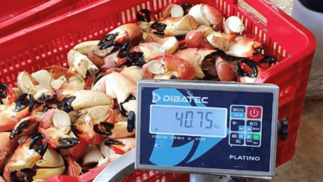 picture of fresh Yucatan crab claws in a basket being weighed