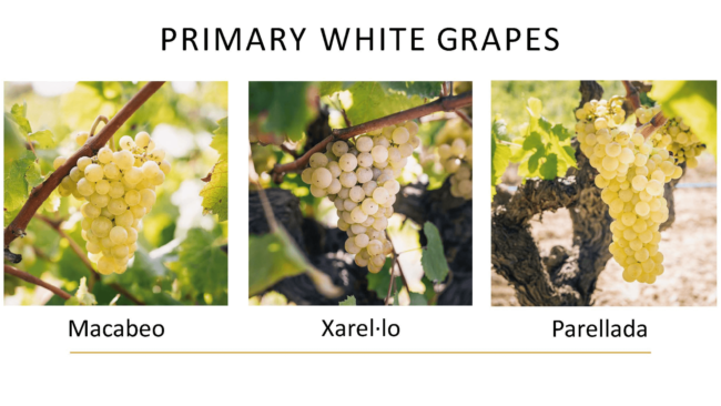 primary white grapes, macabeo, xarello, parellada