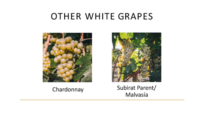 other white grapes, chardonnay, subirat parent/malvasia