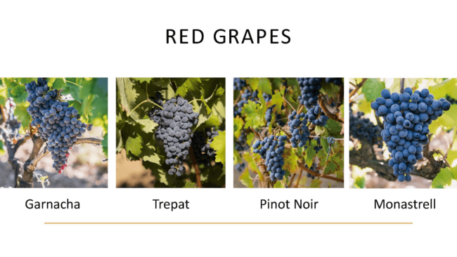 Red grapes, garnacha, trepat, pinot noir, monestrall