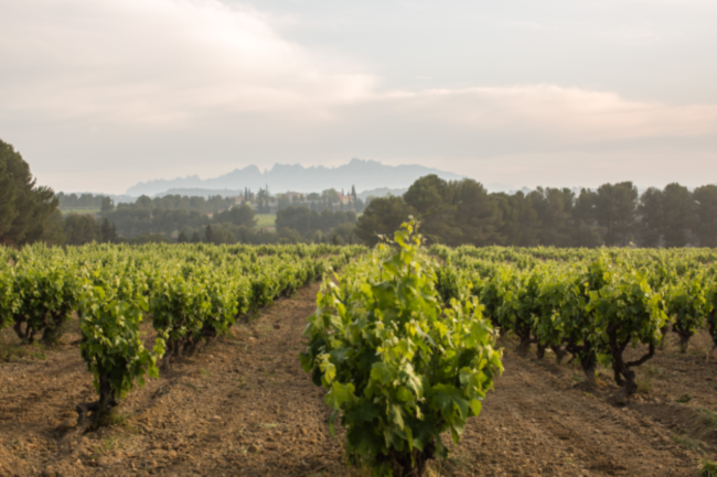 picture of a DO Cava vineyard vine at dusk