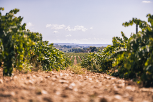 picture of a pathway through a DO Cava vineyard 