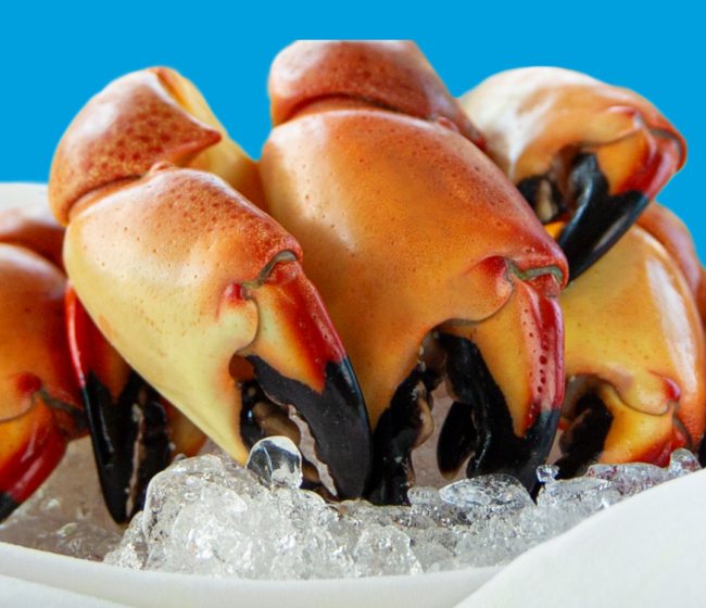 photo of fresh Florida stone crab claws on ice