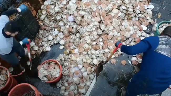 picture of scallop fisherman bringing in a catch of scallops