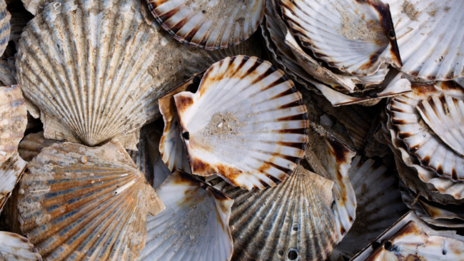 picture of a large catch of scallop shells