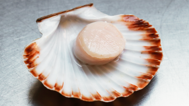 picture of a freshly caught scallop in the shell