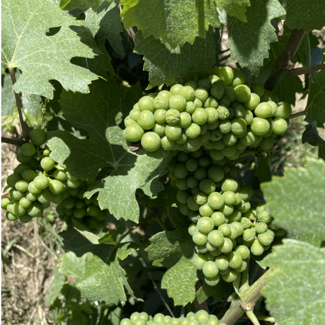 Bollinger winery green grapes on the vine close up shot