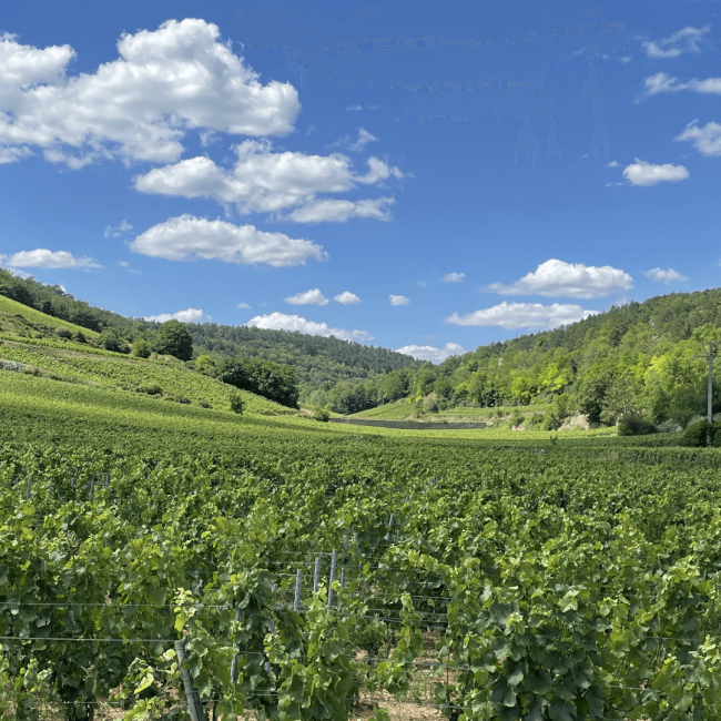 Chanson winery vineyard vines with mountain hills in the background and beautiful blue skies with fluffy white clouds