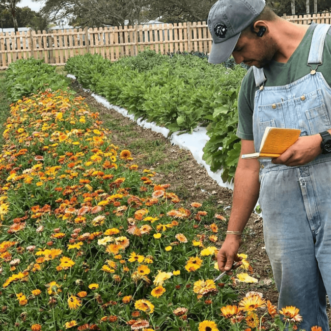 Chef Andrew examining a row of flowers on the farm he worked on
