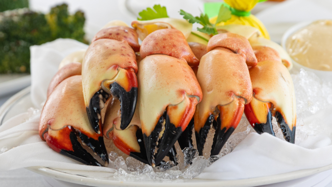 Six fresh Florida stone crab claws on ice with fresh parsley and lemon