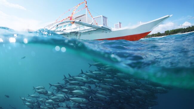 large white and red boat viewed from just under the water with a large school of fish passing underneath