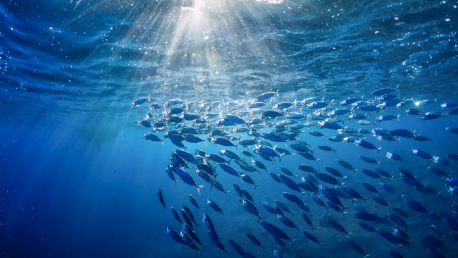 underwater shot of a school of fish with the sun shining through the top of the water