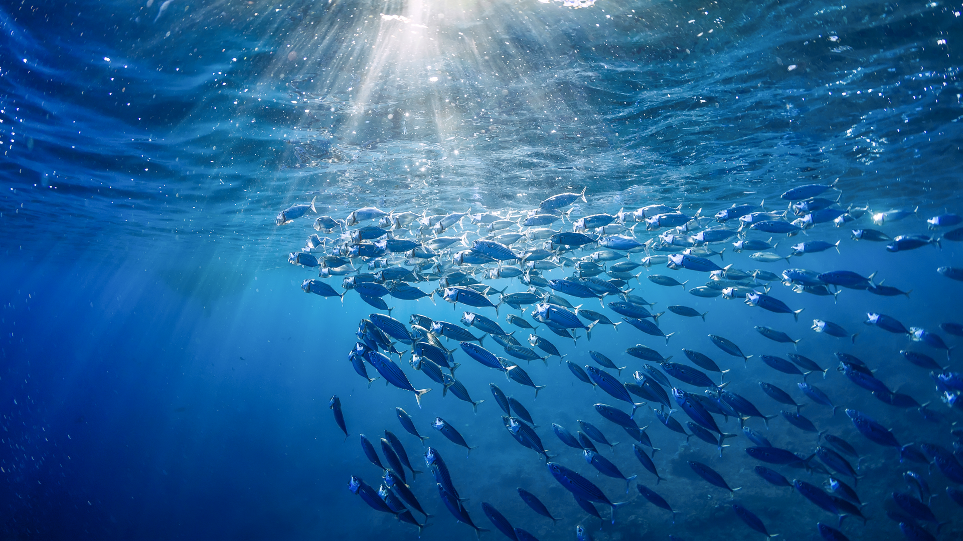 Sunlit ocean view of a school of fish, representing sustainable wild-caught seafood sourcing