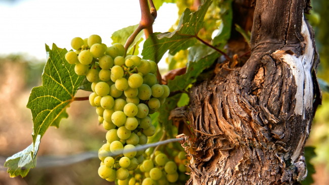 green grapes on the vine near a tree trunk