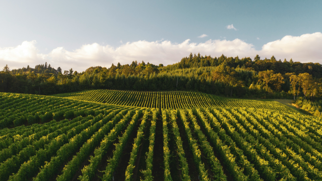 Italian wine vineyard with a forest of trees in the far ground