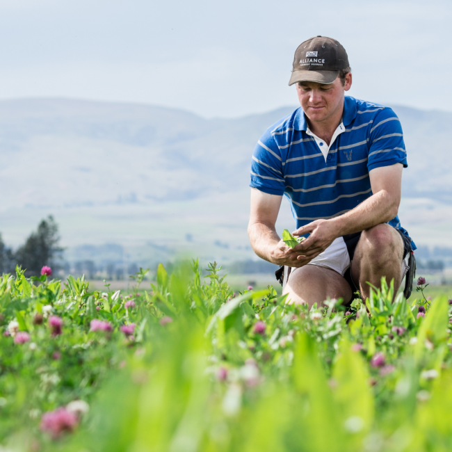 Lumina lamb farmer crouched down in the field covered in grass and purple flowers viewing the leaves and soil with a mountain range in the background