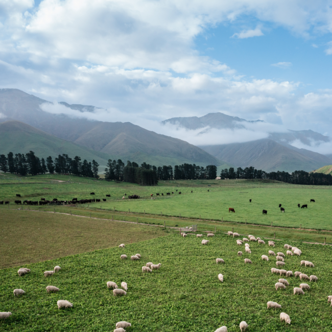 Lumina Lambs farm in New Zealand picturing a large area of green farmland with free range lambs grazing and mountains covered in misty clouds in the background