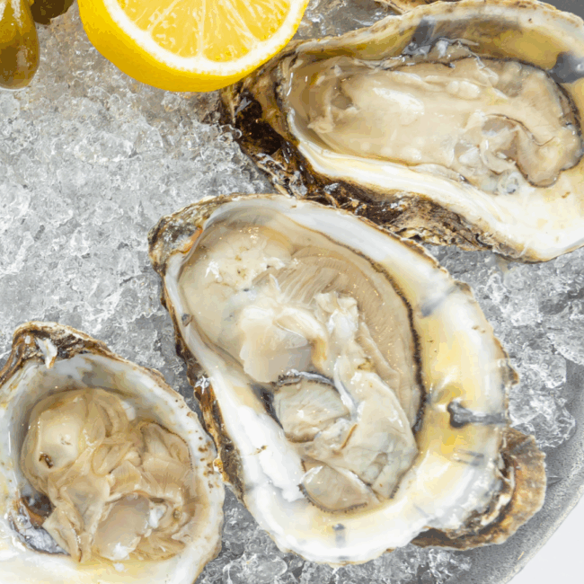 close up shot of fresh shucked oysters in the shell on a bed of ice with a lemon half in the image