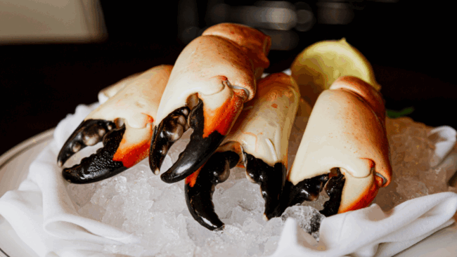 four fresh stone crab claws on a bed of ice atop a white linen napkin on a plate with a fresh lemon half in the background