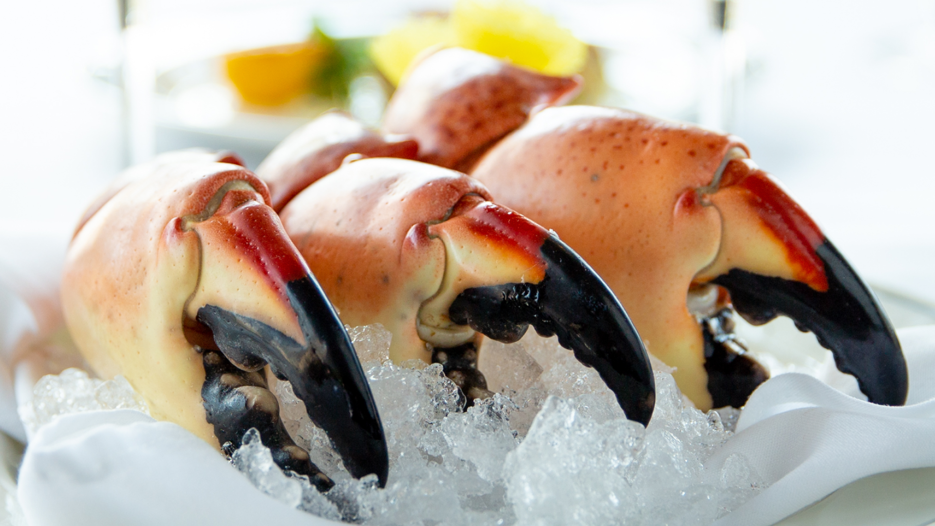 fresh Florida stonecrab claws photographed close up on a bed of crushed ice