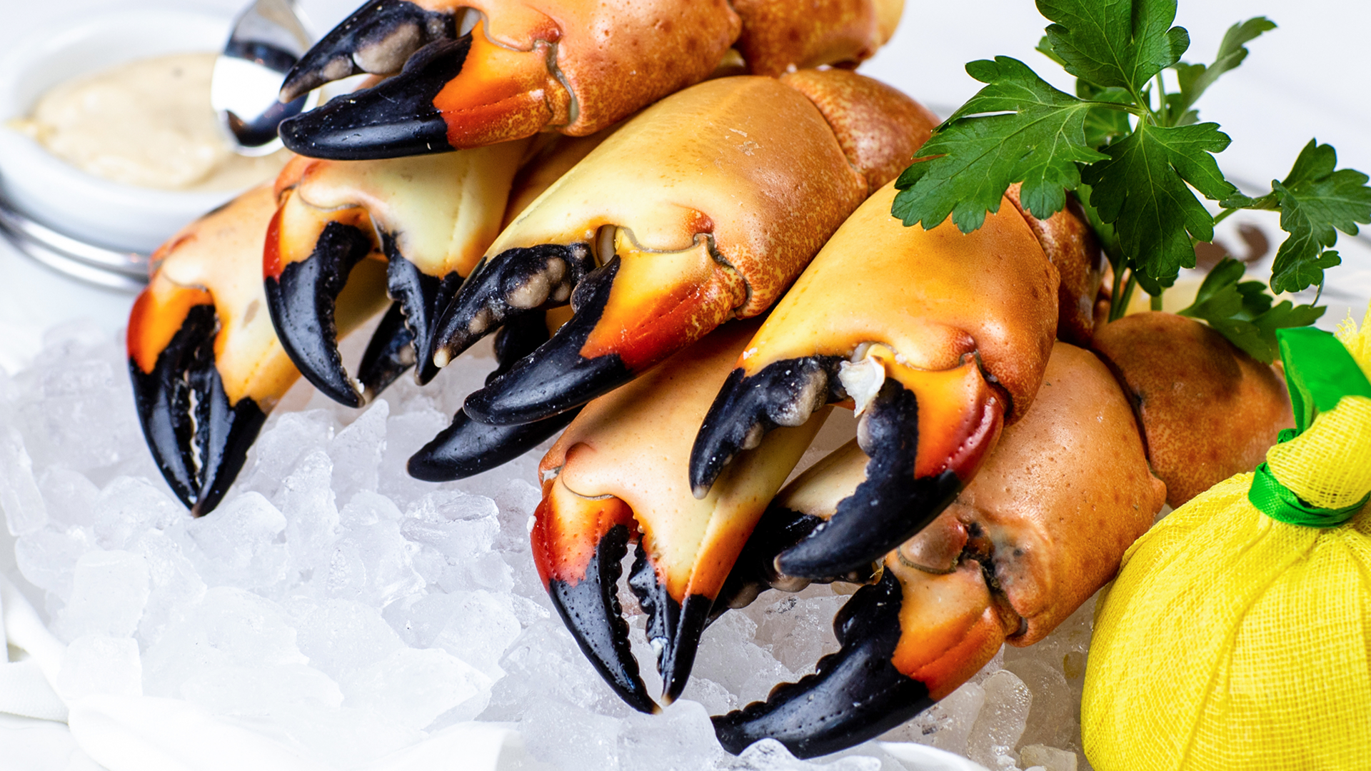 Platter of fresh Florida stone crab claws on a bed of ice with house made mustard in the background, fresh parsley garnish and a wrapped lemon