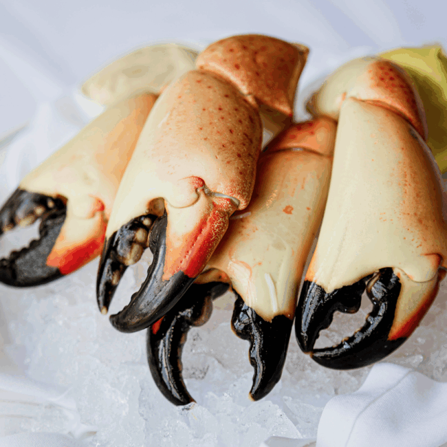 jumbo fresh Florida stone crab claws on a bed of ice