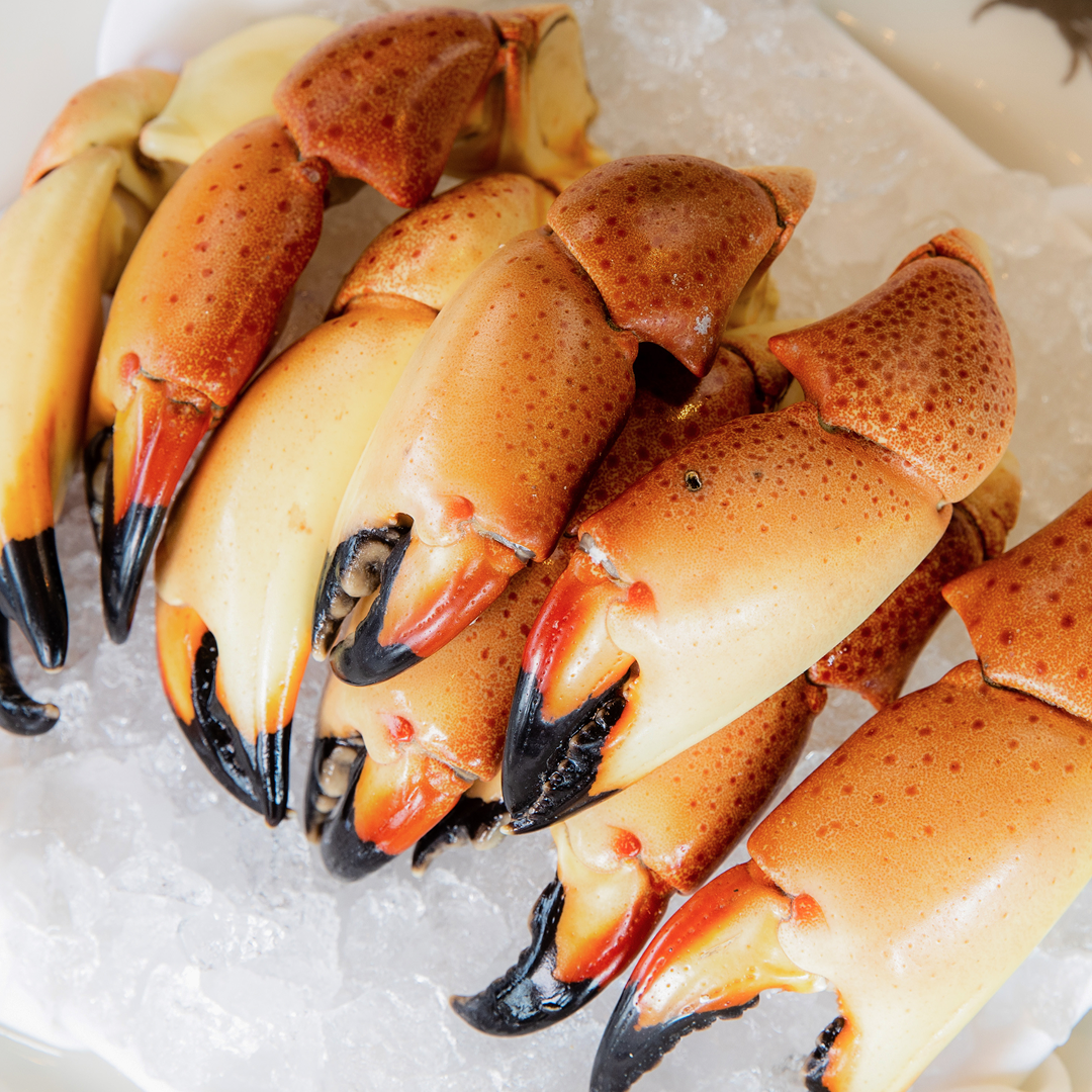 overhead shot of fresh Florida stone crab claws on a bed of ice