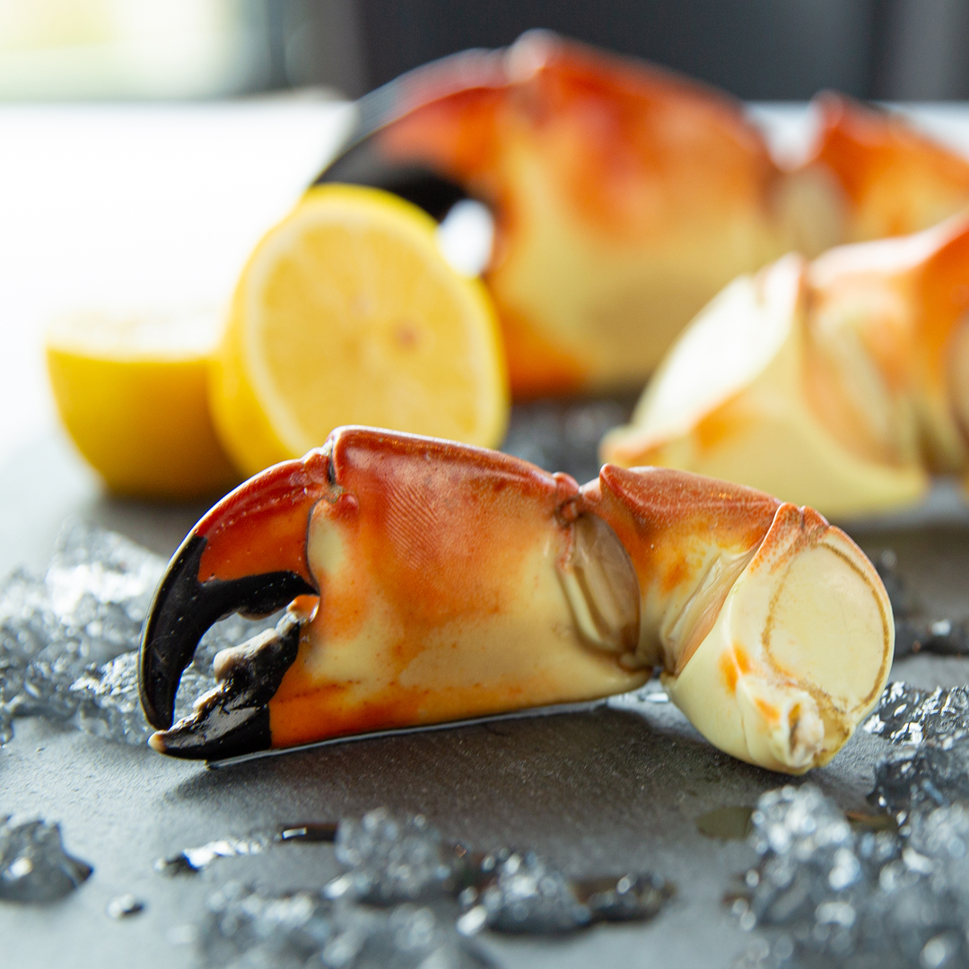 Florida stone crab claw on a black board with ice chunks melting around it with fresh lemon in the background