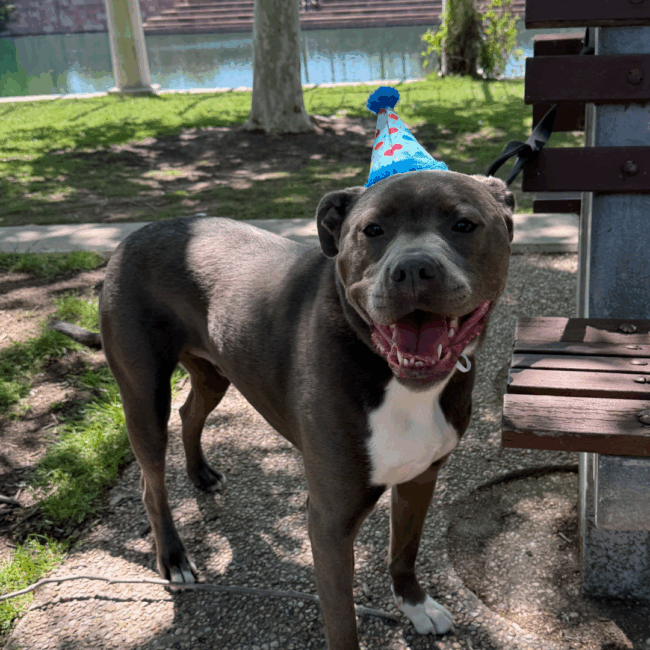 Ryan Studt's dog that is gray and white and standing outside by a bench with a blue paper cone style birthday hat on