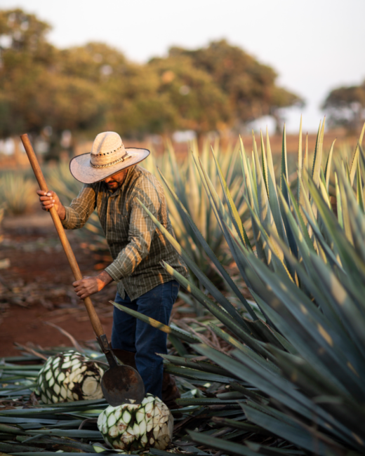 A jimador harvesting blue agave plants by hand in an agave field at sunset.