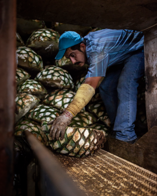 An El Tesoro distillery worker moving cooked agave piñas by hand during the tequila production process.